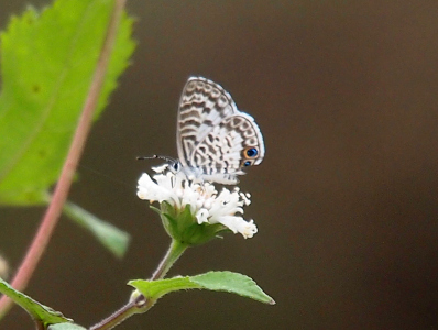 [The butterfly is perched on a small white flower (that actually looks big because the butterfly is so small). Its wings are together behind it with the white and brown body sticking out below the wings. The lower of the two dark spots rimmed with light blue and orange is partially missing along with parts of that wing.]